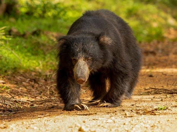 Sri Lankan Sloth Bear
