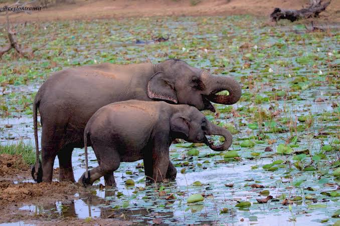 Elephant Migration Corridor