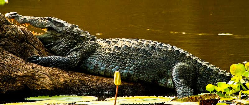 Mugger Crocodiles