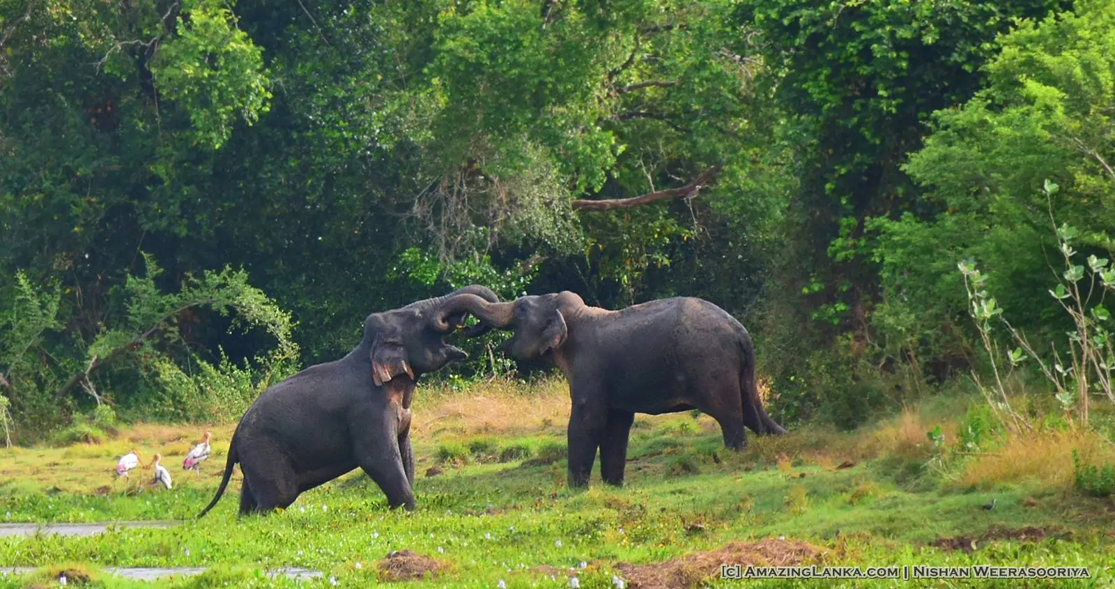 Full Day Safari