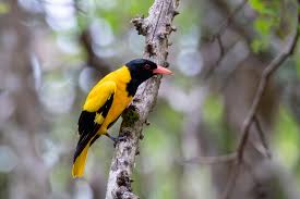 Wasgamuwa Wildlife Photo 70