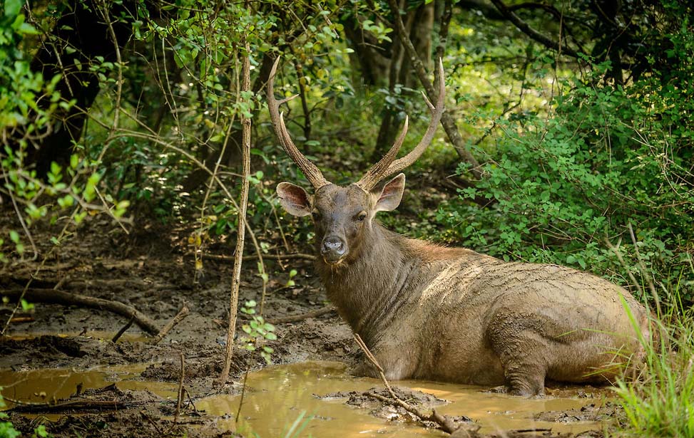 Wasgamuwa Wildlife Photo 71