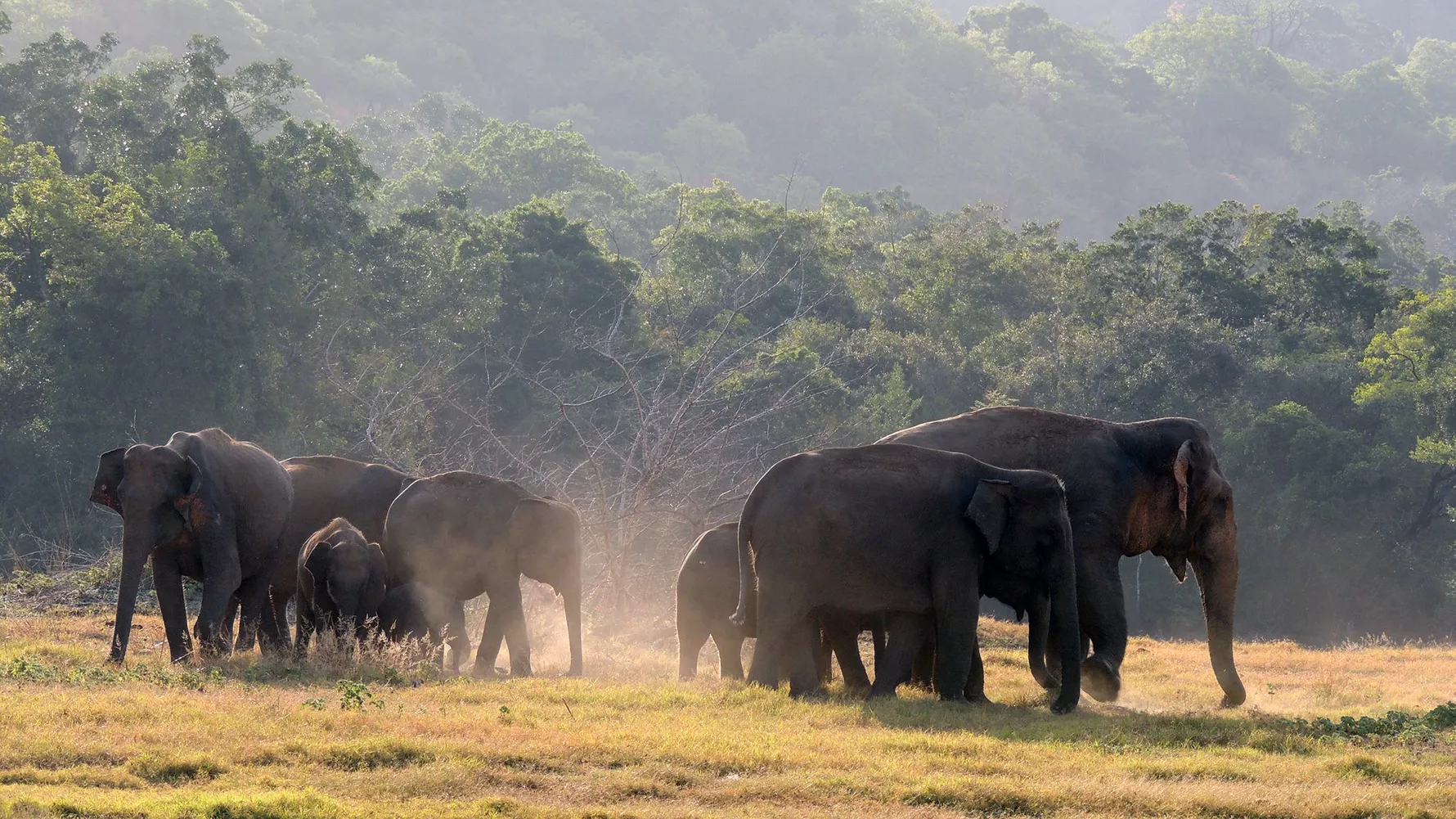 Wasgamuwa Wildlife Photo 88