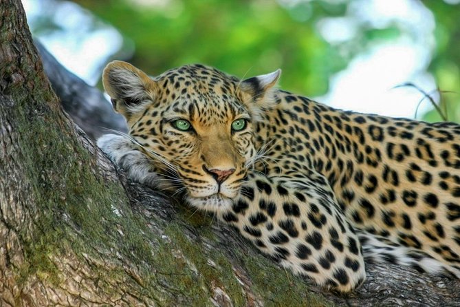 Sri Lankan Leopards