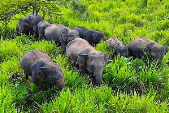 Morning Safari